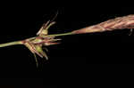 Blue Ridge sedge